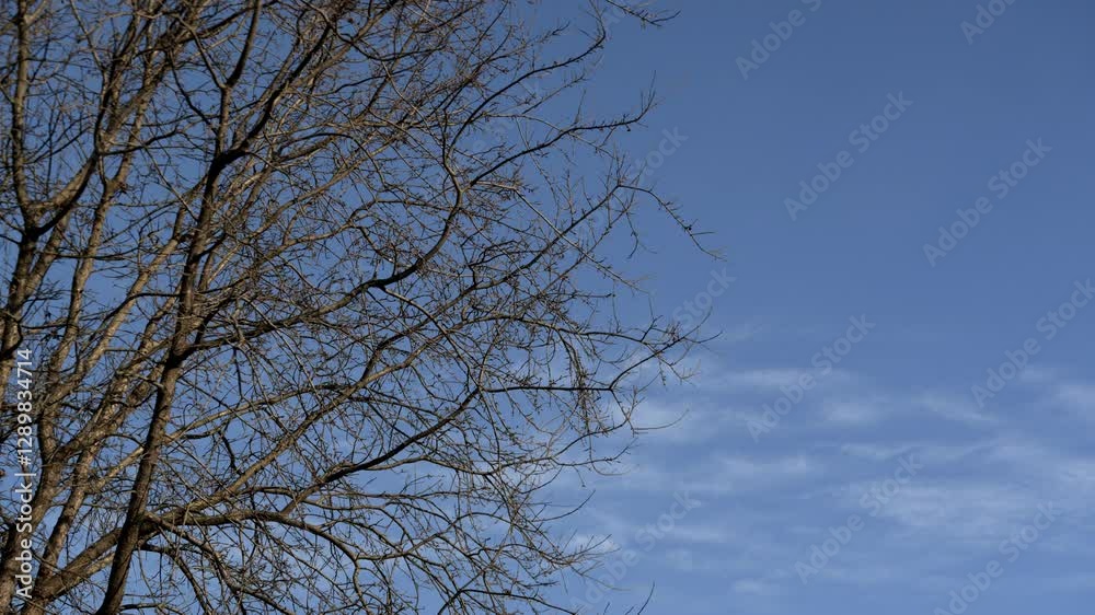 leafless bare branches of a tree against a blue sky with some clouds leafless bare branches of a tree against a blue sky with some clouds