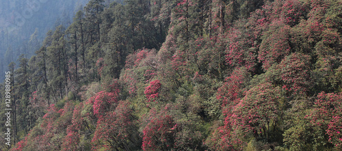 Wallpaper Mural Colorful blooming Laligurans forest in Nepal. Torontodigital.ca