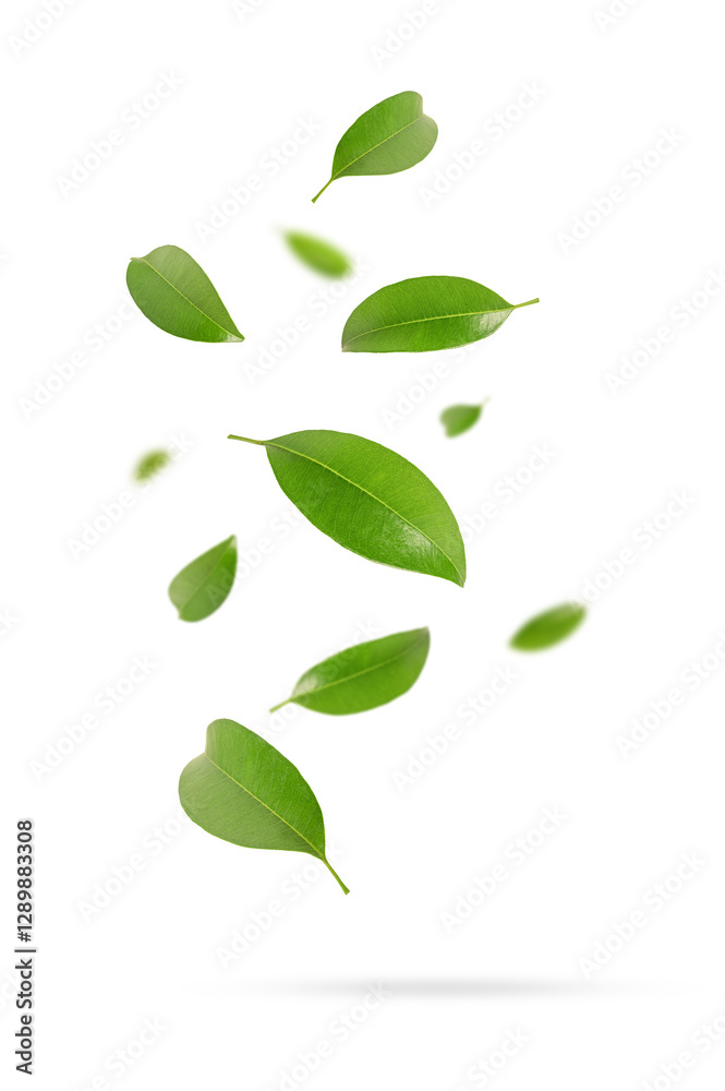 Obraz premium Green leaves falling isolated on white background.