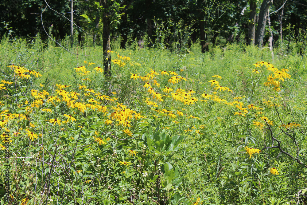 Black-eyed Susans in a clearing at Miami Woods in Morton Grove, Illinois Black-eyed Susans in a clearing at Miami Woods in Morton Grove, Illinois