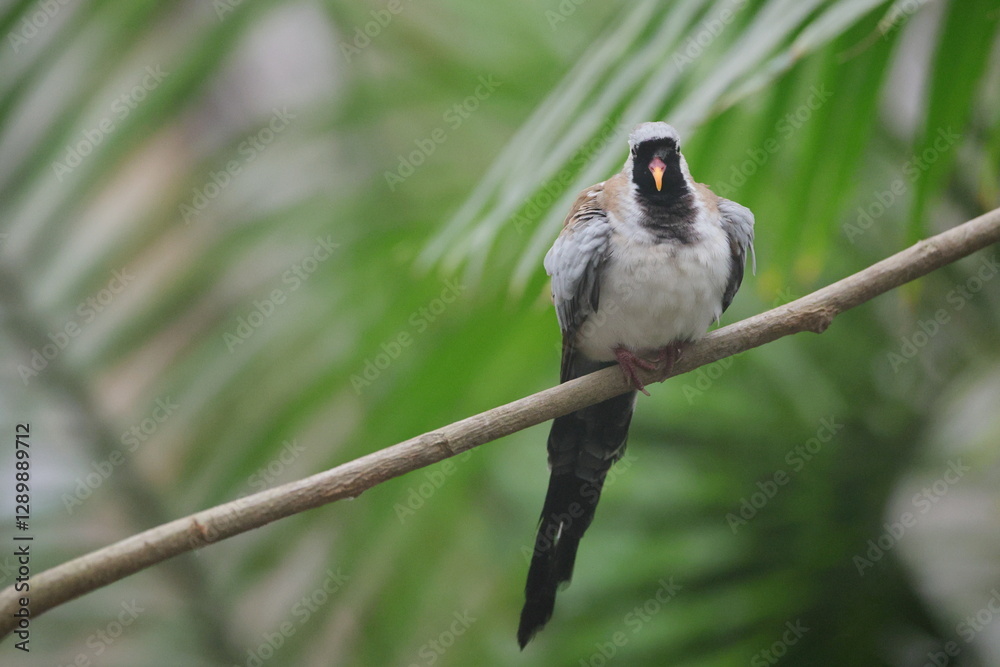 Naklejka premium Namaqua dove perched on limb among lush green foliage.