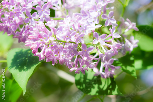 Blooming lilac (lat. Syringa vulgaris), of the olive family (Oleaceae). Samara, Russia.