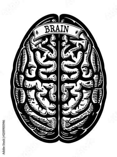 A stylized illustration of a human brain viewed from above (superior view), depicted in black and white with a vintage, etched or woodcut style, featuring a banner with the word "BRAIN" across the cen
