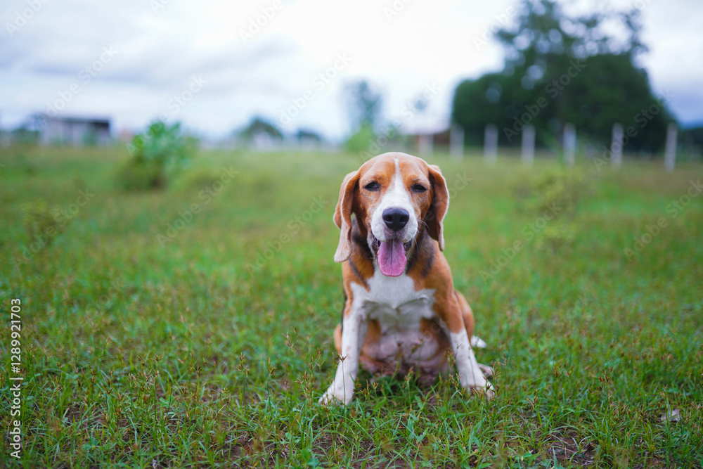 Adorable Beagle Dog Relaxing in a Green Field on a Sunny Day Adorable Beagle Dog Relaxing in a Green Field on a Sunny Day