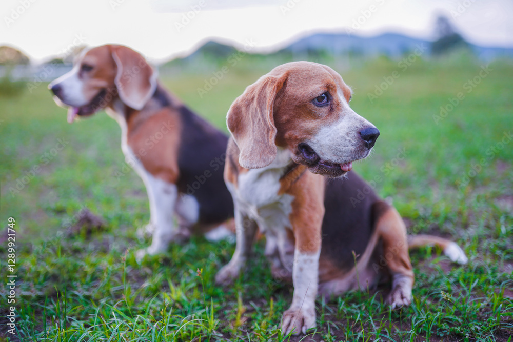 Two Beagle Dogs Sitting on Grass in a Peaceful Outdoor Setting Two Beagle Dogs Sitting on Grass in a Peaceful Outdoor Setting