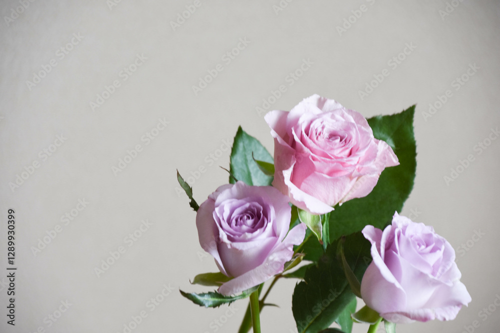 Obraz premium ピンクと紫のばら