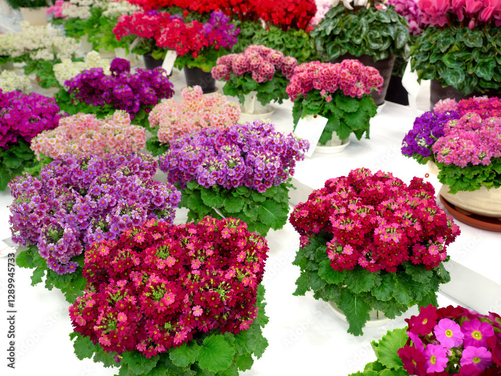 鉢植えのプリムラマラコイデス