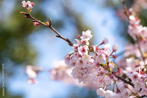Pink cherry blossom(Cherry blossom, Japanese flowering cherry) on the Sakura tree. Sakura flowers are representative of Japanese flowers. The main part of the winter pass. I love everyone.