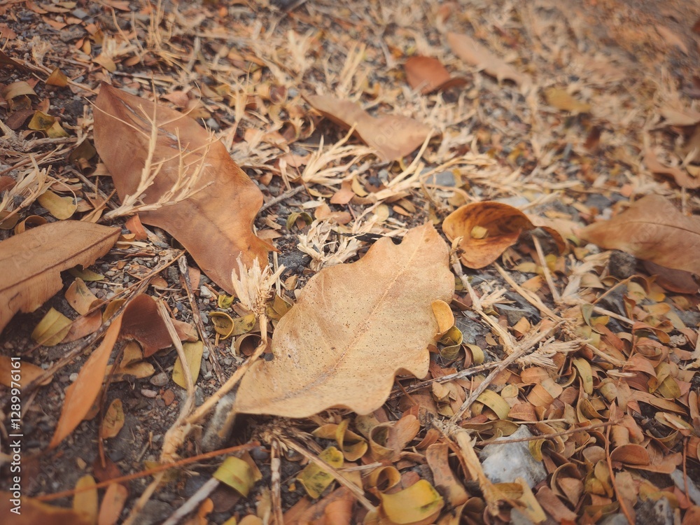 Beautiful of brown dried leaves nature background