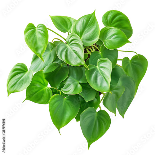 Tropical Philodendron Plant with Heart Shaped Leaves Isolated on Transparent Background