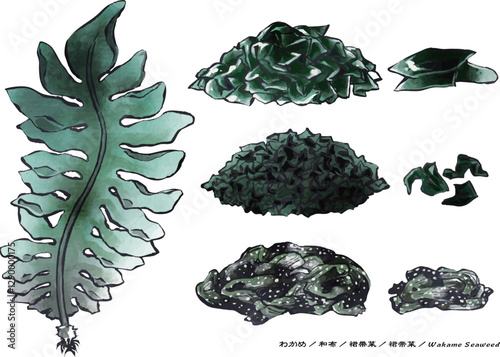 背景が白い落ち着いた色合いのわかめ,和布,ワカメの墨彩画 - A watercolor illustration of a Wakame Seaweed on a white background