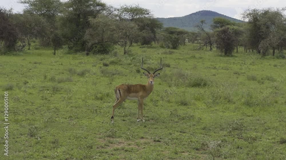 A lone impala stands in the Serengeti, attentively watching for potential predators in the grassland, profile sideview as muscles twitch, scratching head A lone impala stands in the Serengeti, attentively watching for potential predators in the grassland, profile sideview as muscles twitch, scratching head