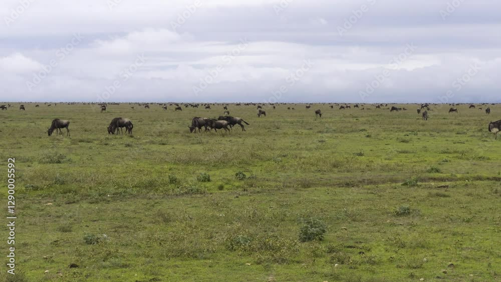 A group of wildebeest runs through the Serengeti, kicking up dust as they follow their migratory route, slow motion A group of wildebeest runs through the Serengeti, kicking up dust as they follow their migratory route, slow motion