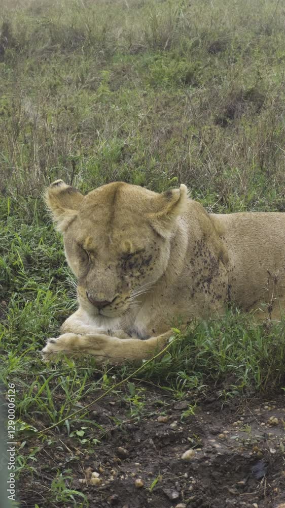 A lioness closes eyes with flies around coat on rainy day across the Serengeti plains, muscles tensed, vertical A lioness closes eyes with flies around coat on rainy day across the Serengeti plains, muscles tensed, vertical