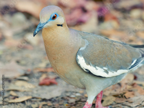 White-winged Dove