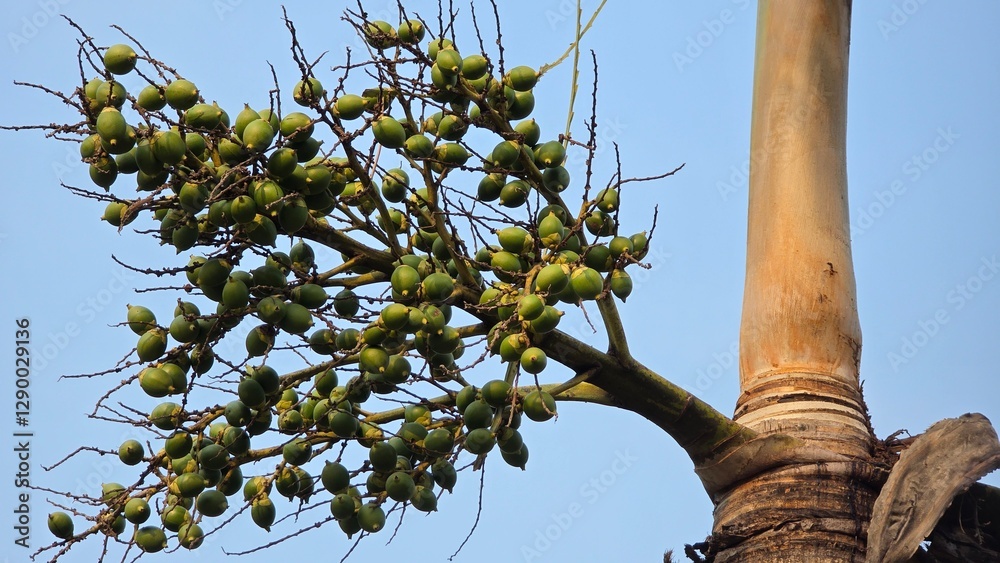 Fototapeta premium Green betel nuts or Areca catechu nut fruit bunches