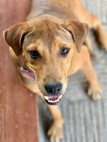 Portrait of a cute brown pitbull hybrid dog lying on the floor. Selective focus