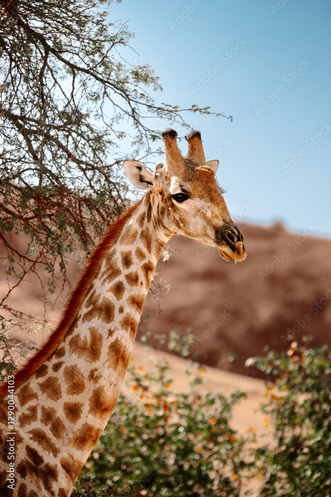 Obraz premium giraffe in the wild