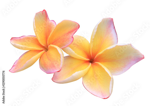 Fototapeta Naklejka Na Ścianę i Meble -  Plumeria or Frangipani or Temple tree flower. Close up pink-yellow frangipani flowers bouquet isolated on transparent background.	