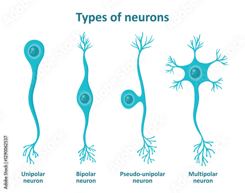 Different types of neurons, nerve cells