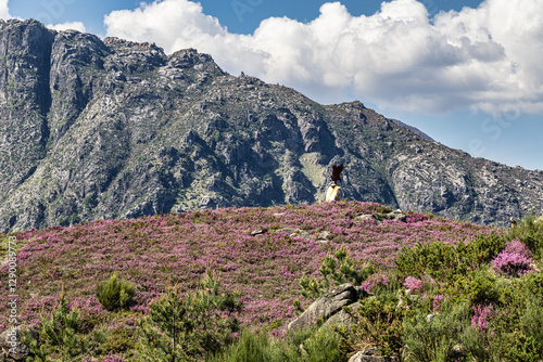 Landscape view of the Peneda Geres National Park in Portugal. Area betweeen Cabril und Ruivaes photo