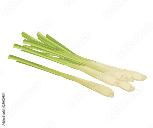 Vector illustration of a bunch of lemongrass or Cymbopogon tock illustration