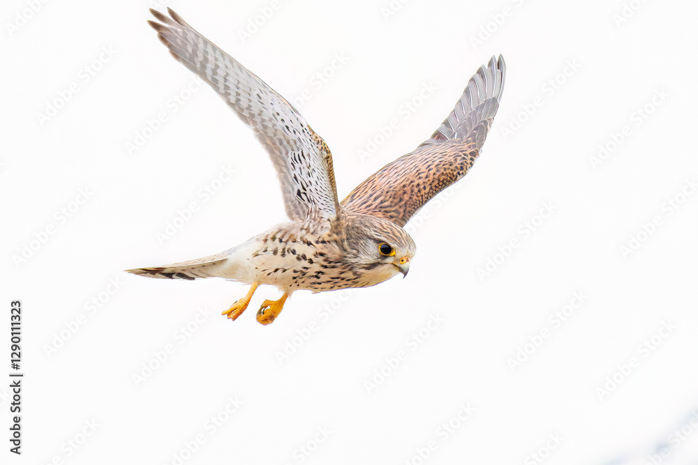 Fototapeta premium 狩りのために飛翔する美しいチョウゲンボウ（ハヤブサ科） 英名学名：Common Kestrel (Falco tinnunculus, family comprising falcons) 神奈川県平塚市、岡崎の田んぼ-2025年 