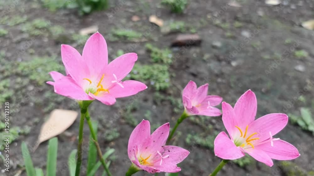 Zephyranthes Minutarain Lily Zephyranthes blooming flower Zephyranthes Minutarain Lily Zephyranthes blooming flower