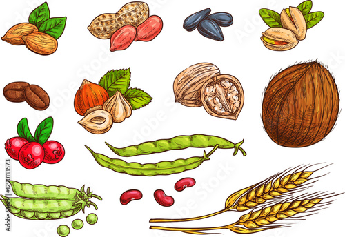 Nuts, grain, kernels and berries. Isolated sketch icons of plants seeds. Vector elements of wheat, almond, coffee beans, pea pod, bean, pistachio, coconut, sunflower seeds, peanut hazelnut walnut