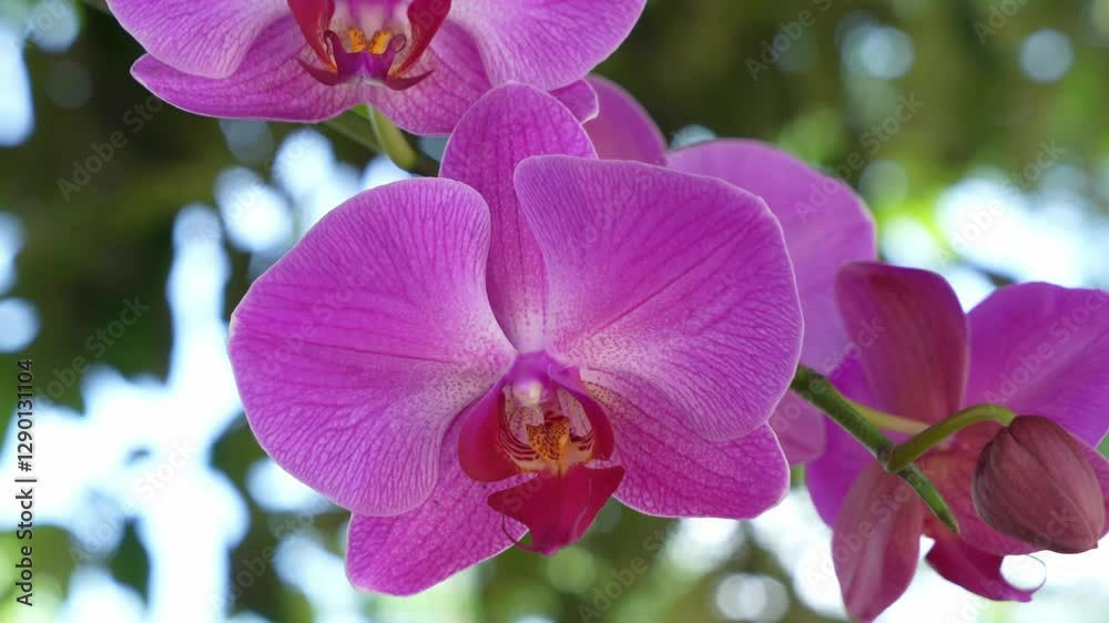 Closeup shot of a purple moth orchid (Phalaenopsis amabilis) in plants nursery with blur background