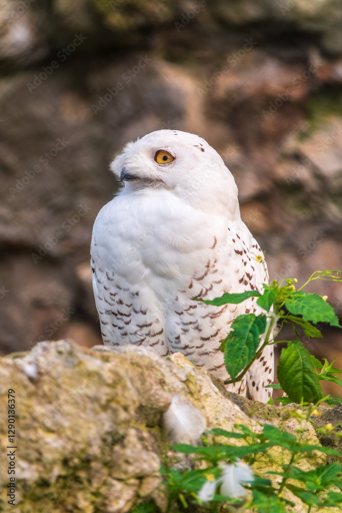 Obraz premium A snowy owl sits on a rock cliff.