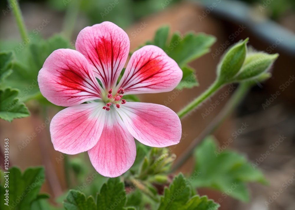 A geranium flower icon with five symmetrical petals and a simple center A geranium flower icon with five symmetrical petals and a simple center