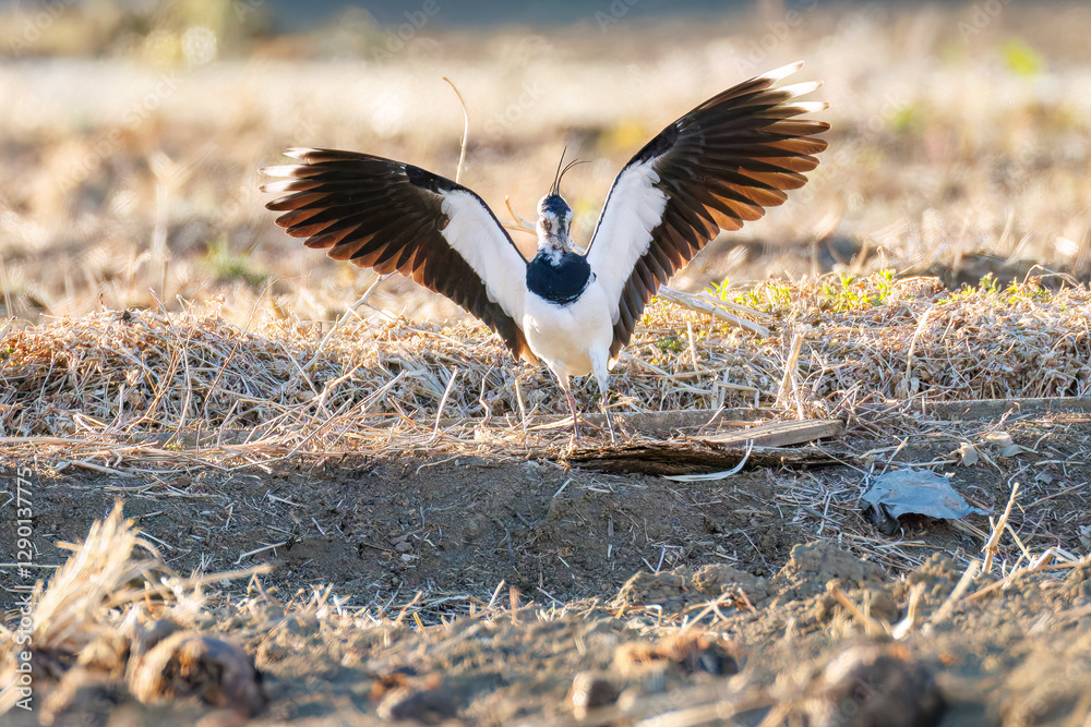 Obraz premium 飛翔する構造色が美しい田んぼの貴婦人ことタゲリ（チドリ科）の群れ 英名学名：Northern Lapwing (Vanellus vanellus, family comprising Charadriidae) 栃木県栃木市渡良瀬遊水地-2025 