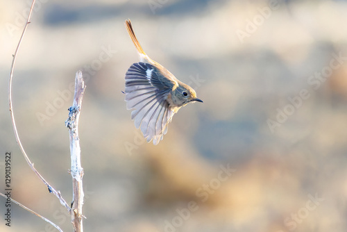 飛び出し飛翔する可愛いジョウビタキ（ヒタキ科）
英名学名：Daurian Redstart (Phoenicurus auroreus)
栃木県栃木市渡良瀬遊水地-2025
 photo