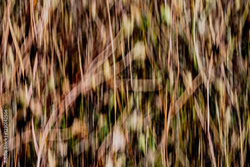 Wallpaper Mural Background image Dead wildflower field closeup blurred by intentional camera movement Torontodigital.ca