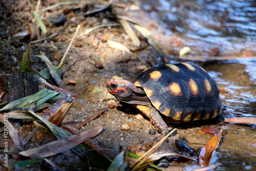 Cute small baby Red-foot Tortoise in the nature,The red-footed tortoise (Chelonoidis carbonarius) is a species of tortoise from northern South America