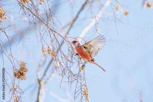 食事中の可愛いベニマシコ（アトリ科）
英名学名：Long-tailed Rosefinch (Uragus sibiricus)
栃木県栃木市渡良瀬遊水地-2025
 photo