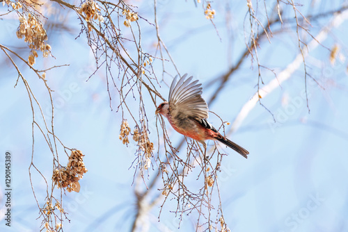 食事中の可愛いベニマシコ（アトリ科）
英名学名：Long-tailed Rosefinch (Uragus sibiricus)
栃木県栃木市渡良瀬遊水地-2025
 photo