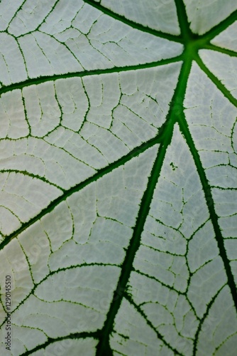 Wallpaper Mural White and green caladium bulbs. Torontodigital.ca