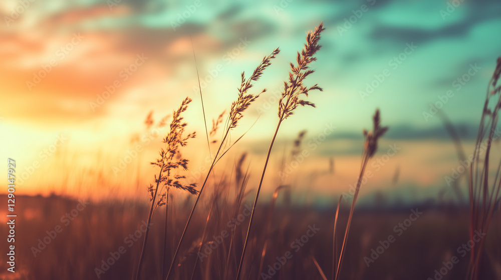 Obraz premium close up of dry grass over sunset