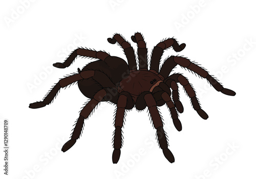 Tarantula clip art. A detailed illustration of a tarantula with eight legs and a hairy body. Vector illustration design.