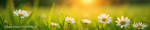 Fresh white daisies sway gently on a lush green meadow at sunrise, sun rise, wildflowers, flowers