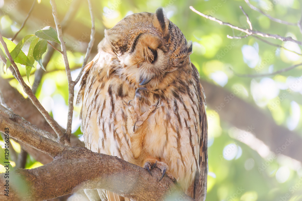 Obraz premium 木立の中で昼寝する美しいトラフズク(フクロウ科)。 たまに目覚めて羽づくろいをしたりする。 英名学名:Long-eared Owl, Asio otus 栃木県栃木市渡良瀬遊水地-2025
