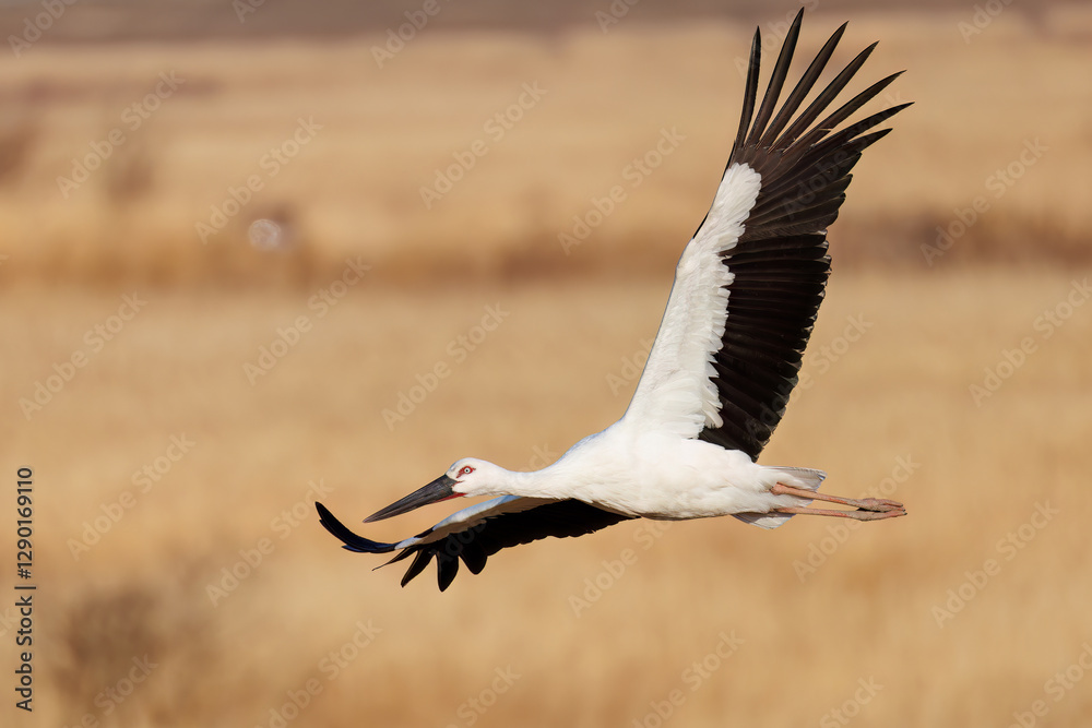 Fototapeta premium 飛翔する美しく大きなコウノトリ（コウノトリ科） 英名学名：Oriental White Stork (Ciconia boyciana, family comprising storks) 栃木県栃木市渡良瀬遊水地-2025 