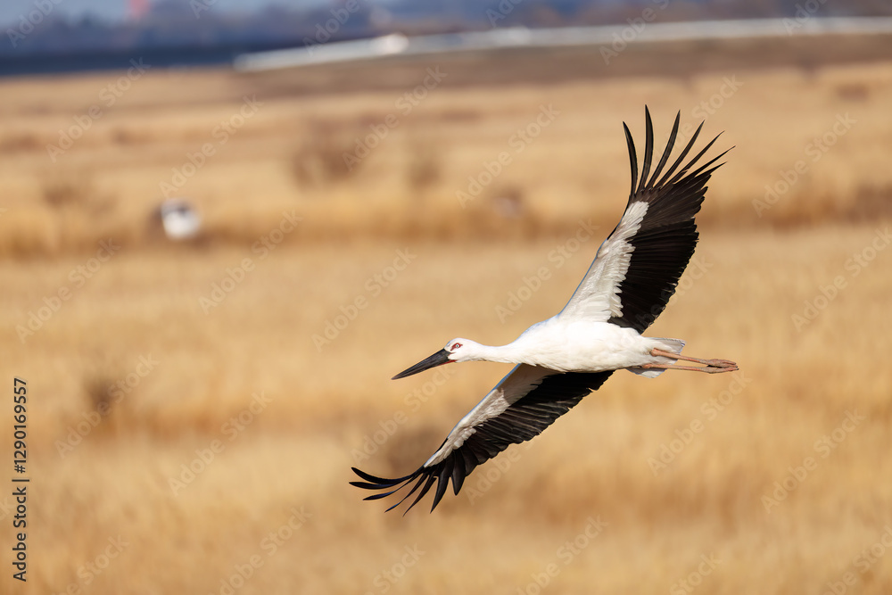 Fototapeta premium 飛翔する美しく大きなコウノトリ（コウノトリ科） 英名学名：Oriental White Stork (Ciconia boyciana, family comprising storks) 栃木県栃木市渡良瀬遊水地-2025 