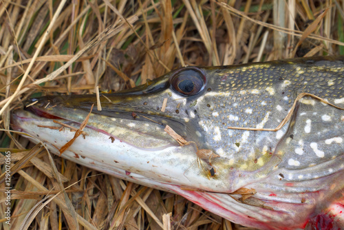 A pike caught on dry autumn grass
