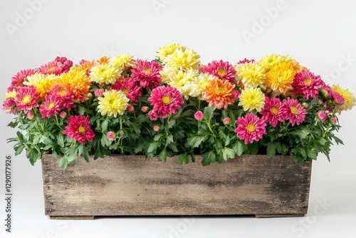 A decorative arrangement of chrysanthemums in a wooden planter box, placed on a plain white background.