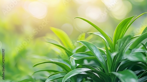 Closeup of Lush Green Plants in Sunlight