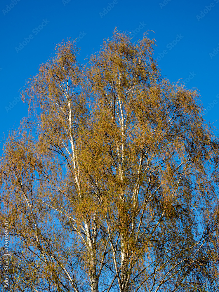 Fototapeta premium delicate birch foliage against the sky