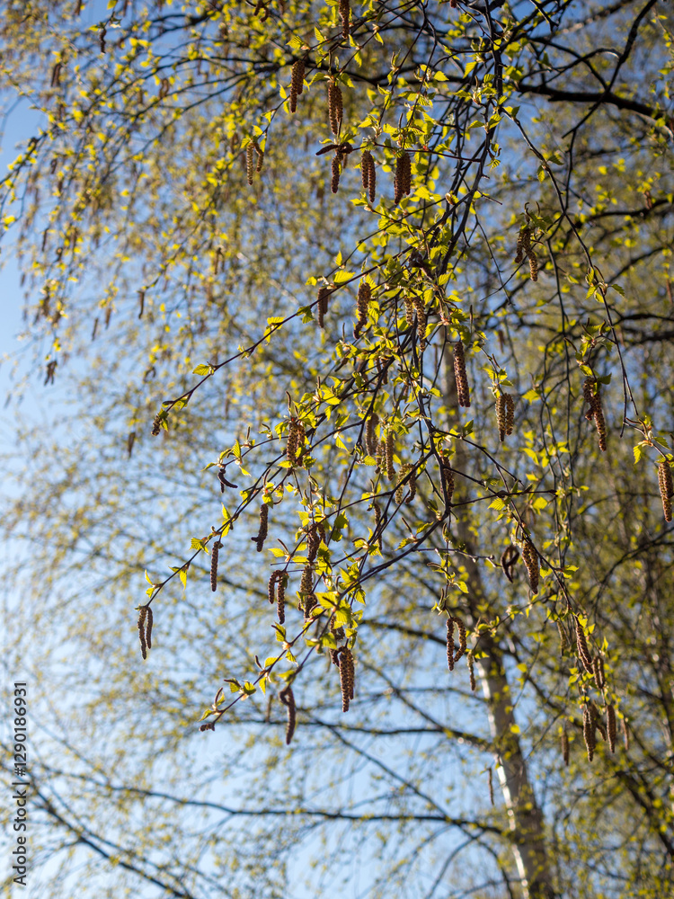 birch foliage in spring day against the sky birch foliage in spring day against the sky